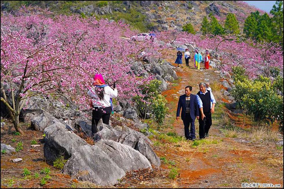 【春天，广西桂林灌阳县向您发出邀请！】望月岭上桃花开 - 游山玩水 - 黄石生活社区 - 黄石28生活网 hshi.28life.com