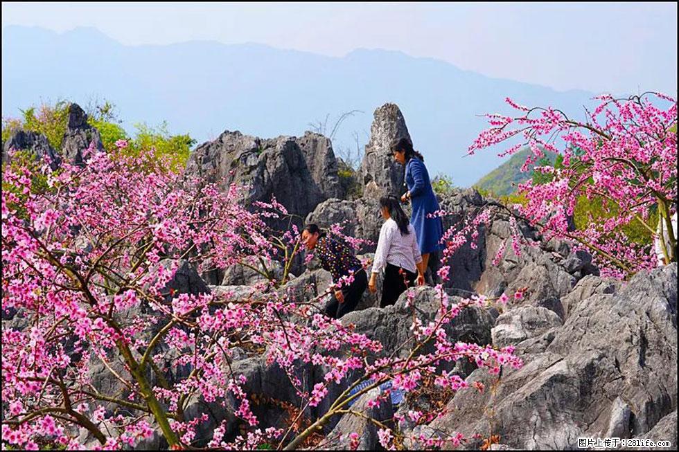 【春天，广西桂林灌阳县向您发出邀请！】望月岭上桃花开 - 游山玩水 - 黄石生活社区 - 黄石28生活网 hshi.28life.com