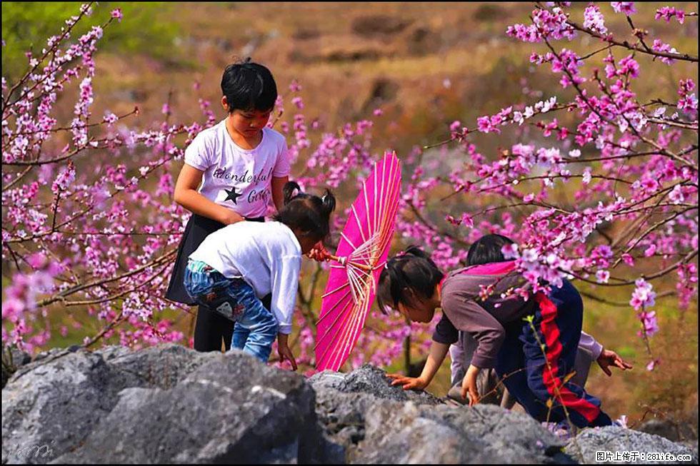 【春天，广西桂林灌阳县向您发出邀请！】望月岭上桃花开 - 游山玩水 - 黄石生活社区 - 黄石28生活网 hshi.28life.com