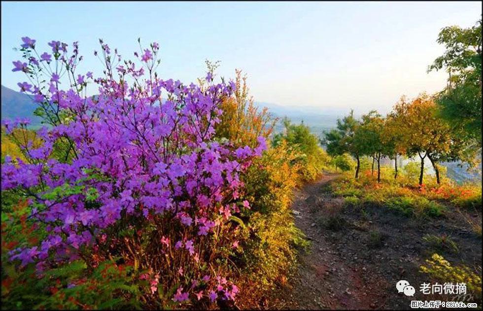 【春天,广西桂林灌阳县向您发出邀请!】登麒麟山,相约映山红 - 游山玩水 - 黄石生活社区 - 黄石28生活网 hshi.28life.com