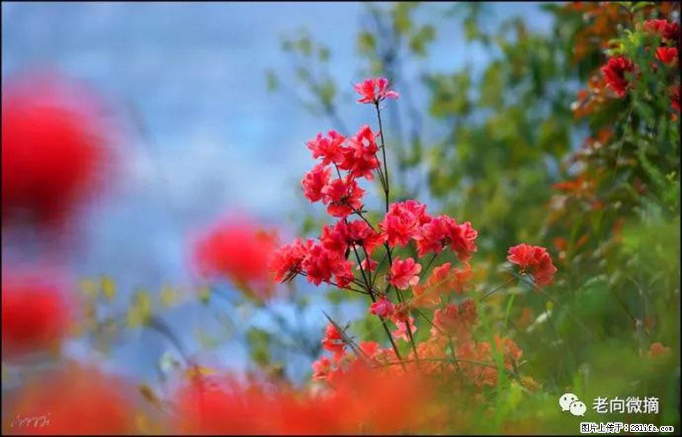 【春天,广西桂林灌阳县向您发出邀请!】登麒麟山,相约映山红 - 游山玩水 - 黄石生活社区 - 黄石28生活网 hshi.28life.com