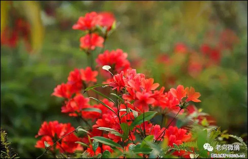 【春天,广西桂林灌阳县向您发出邀请!】登麒麟山,相约映山红 - 游山玩水 - 黄石生活社区 - 黄石28生活网 hshi.28life.com