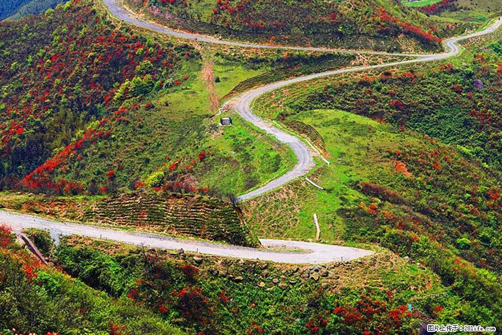 【春天,广西桂林灌阳县向您发出邀请!】春木界上映山红 - 游山玩水 - 黄石生活社区 - 黄石28生活网 hshi.28life.com