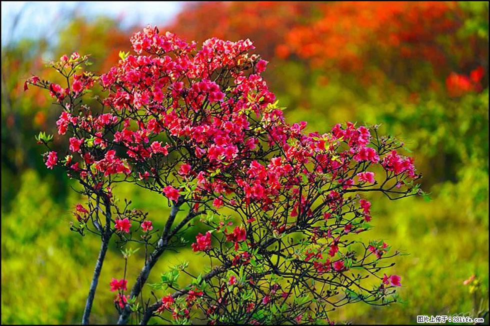 【春天,广西桂林灌阳县向您发出邀请!】春木界上映山红 - 游山玩水 - 黄石生活社区 - 黄石28生活网 hshi.28life.com