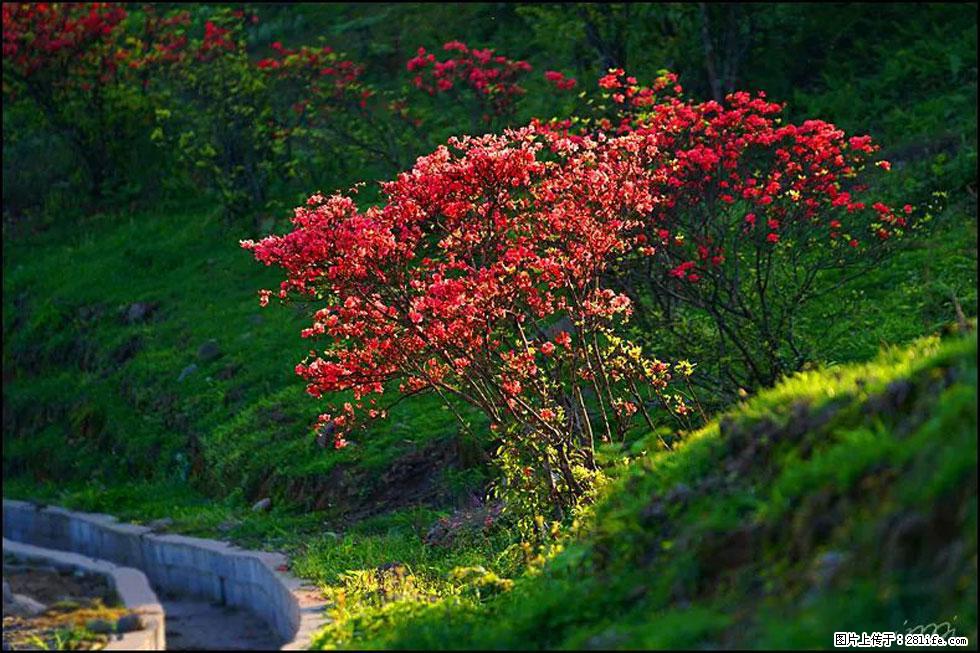 【春天,广西桂林灌阳县向您发出邀请!】春木界上映山红 - 游山玩水 - 黄石生活社区 - 黄石28生活网 hshi.28life.com