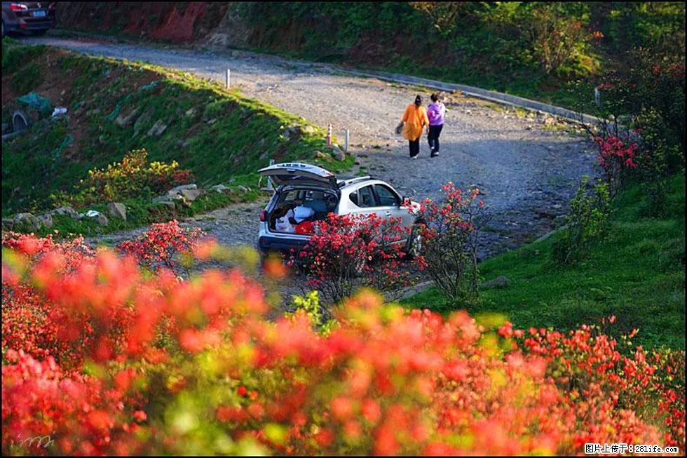 【春天,广西桂林灌阳县向您发出邀请!】春木界上映山红 - 游山玩水 - 黄石生活社区 - 黄石28生活网 hshi.28life.com