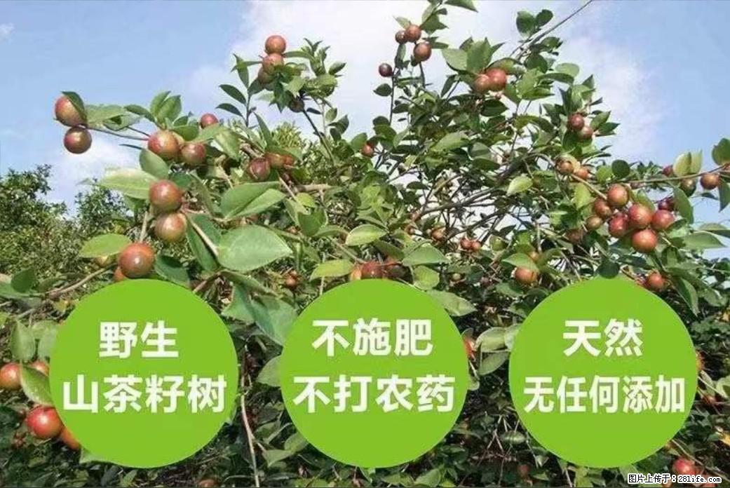 【灌阳县油茶产业示范区】一个有着充实的精神生活的人，对待身外之物自会有一种淡泊的态度 - 土特产 - 饮食特产 - 黄石分类信息 - 黄石28生活网 hshi.28life.com