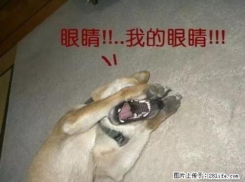 笑癫了！一女的怀孕三年未生，他终于忍不住了... - 娱乐八卦 - 黄石生活社区 - 黄石28生活网 hshi.28life.com