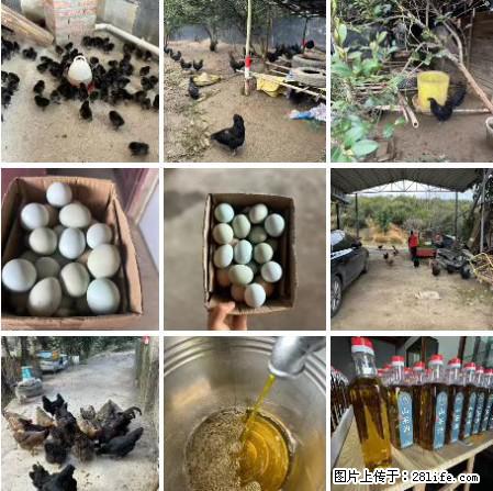 油茶园从小鸡仔开始养起的纯土鸡、土鸡蛋可以预定啦!还有前几天刚榨的纯山茶油哦 - 美食天地 - 黄石生活社区 - 黄石28生活网 hshi.28life.com