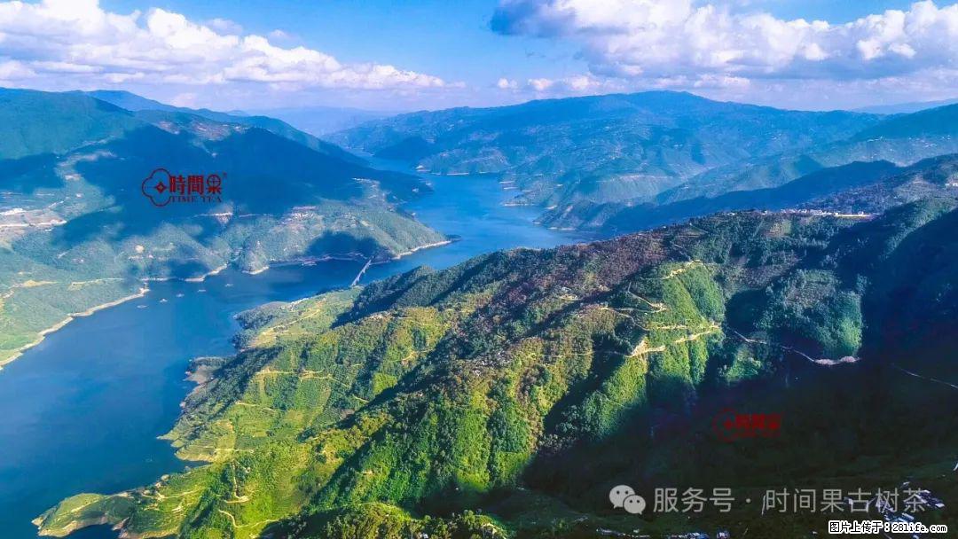 时间果百年古树龙珠普洱生茶 - 购物交流 - 黄石生活社区 - 黄石28生活网 hshi.28life.com