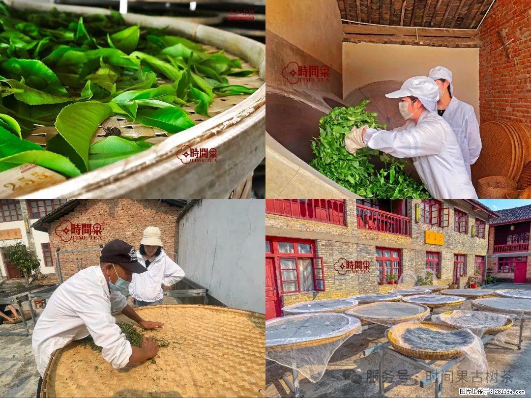 时间果百年古树龙珠普洱生茶 - 购物交流 - 黄石生活社区 - 黄石28生活网 hshi.28life.com