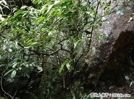 平乐石崖茶,珍贵仅次于金花茶 - 黄石生活资讯 - 黄石28生活网 hshi.28life.com