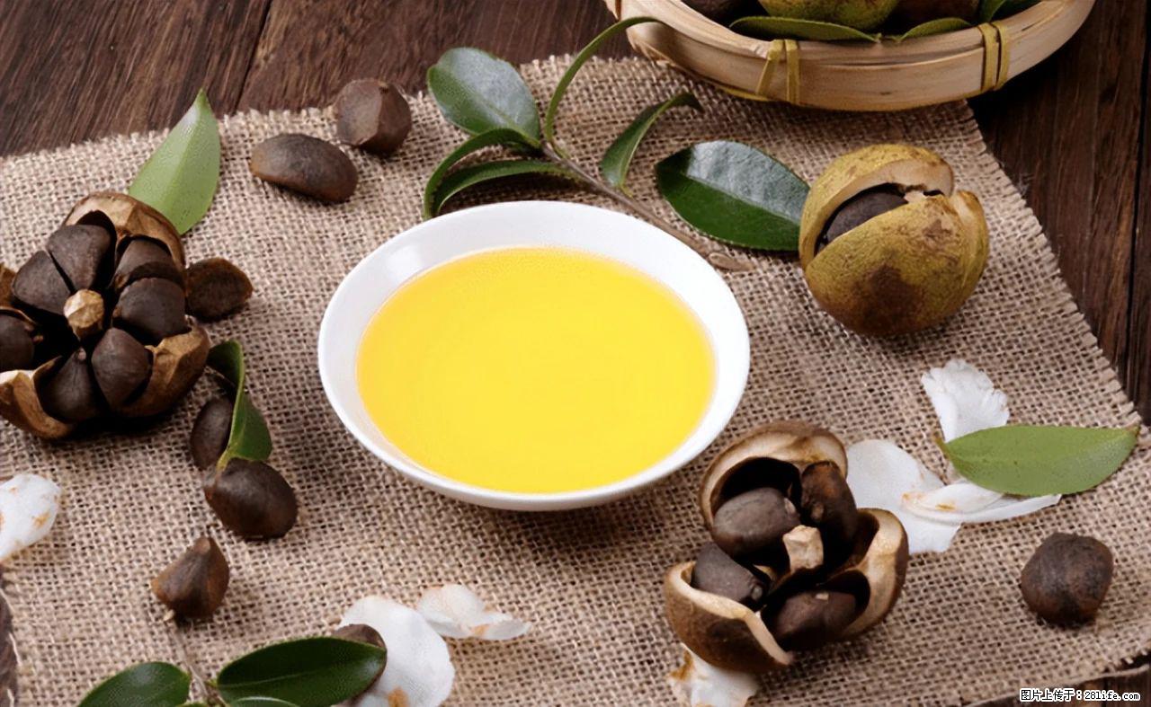 揭秘茶油的5大核心营养成分！被称为人体健康的“守护盾”！ - 黄石生活资讯 - 黄石28生活网 hshi.28life.com