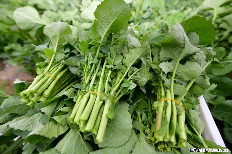 这些蔬菜是“天然钙片”，这6种被医生重点推荐 - 黄石生活资讯 - 黄石28生活网 hshi.28life.com